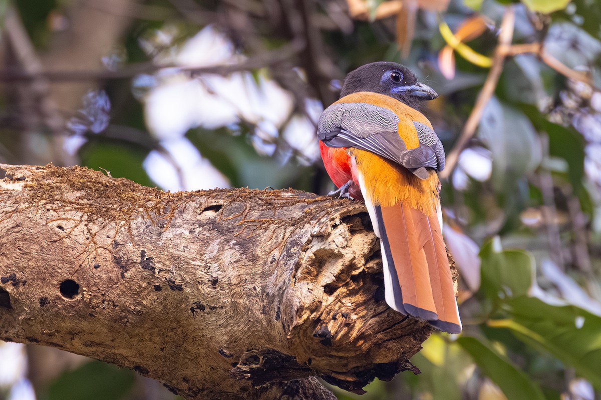 Malabar Trogon - ML647602146