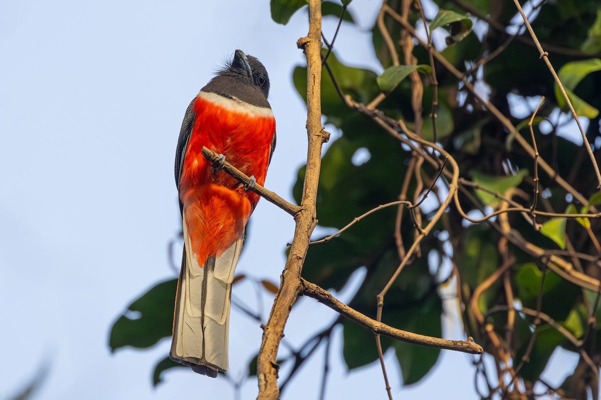 Malabar Trogon - ML647602148