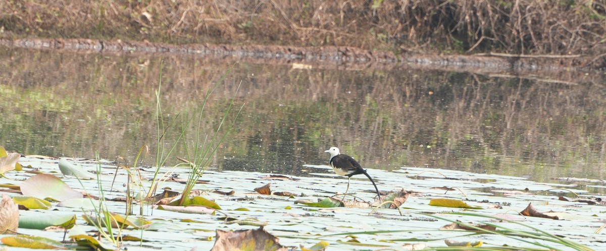 Pheasant-tailed Jacana - ML647602152
