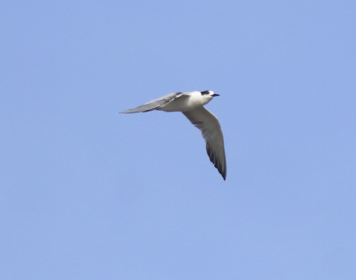 Common Tern - ML647602180