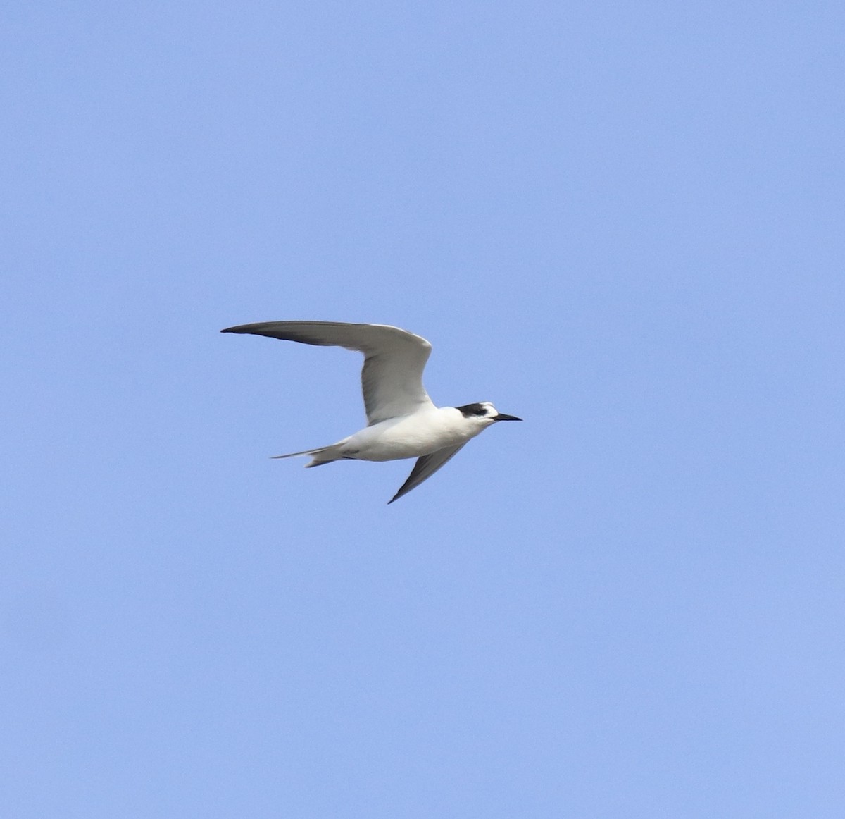 Common Tern - ML647602181