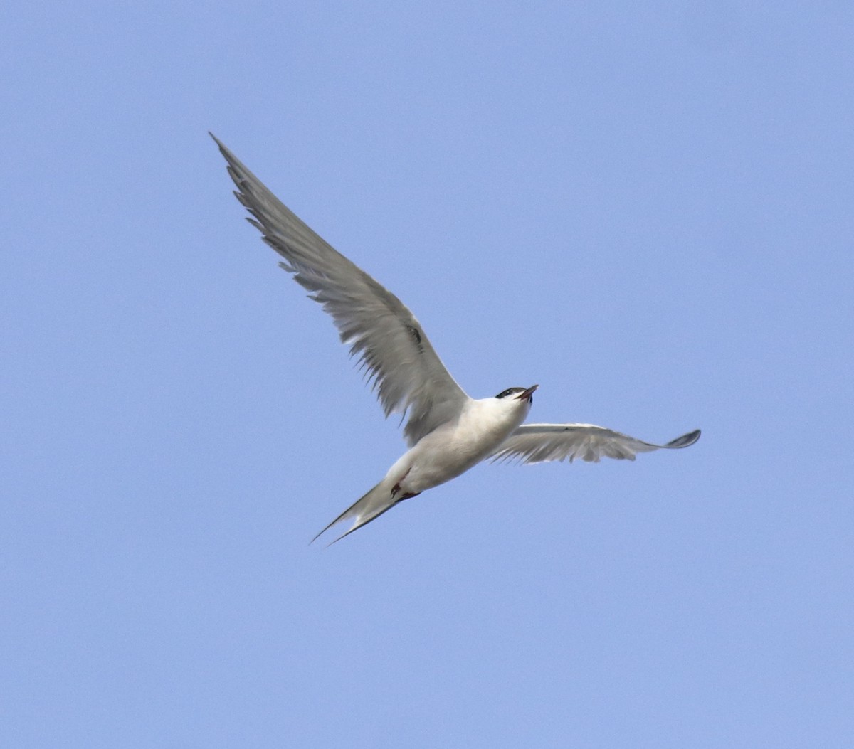 Common Tern - ML647602182