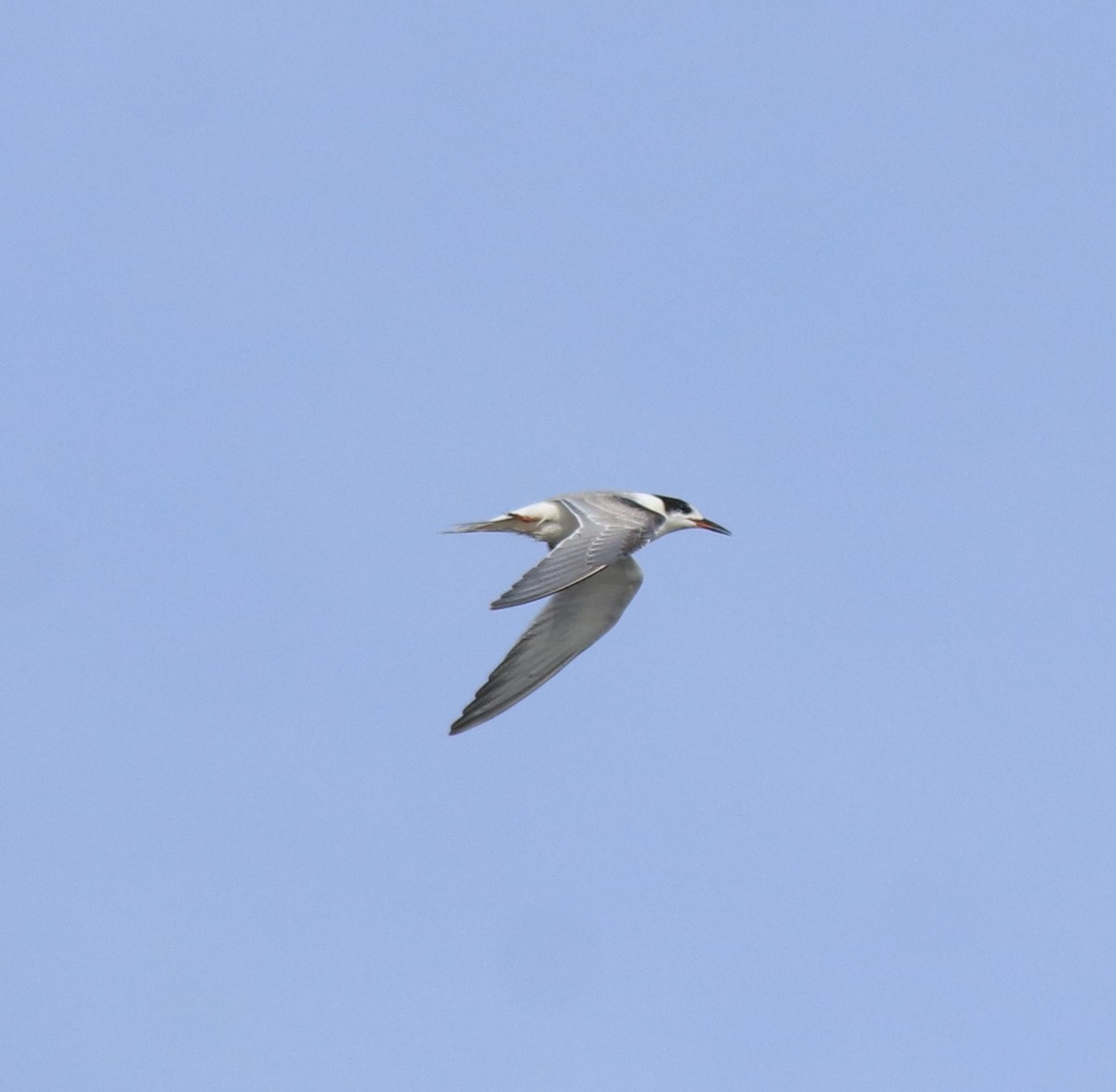 Common Tern - ML647602183