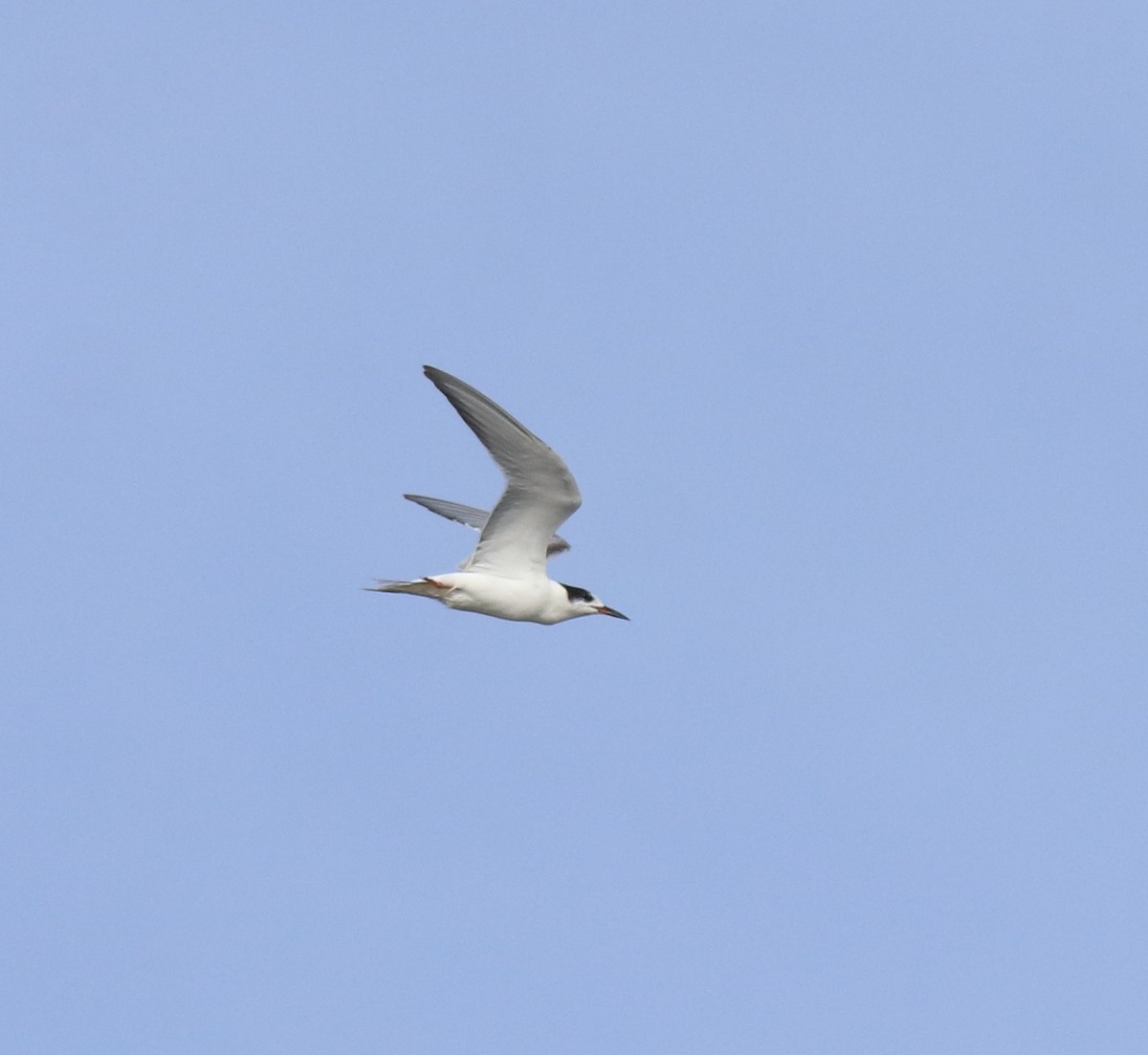 Common Tern - ML647602184