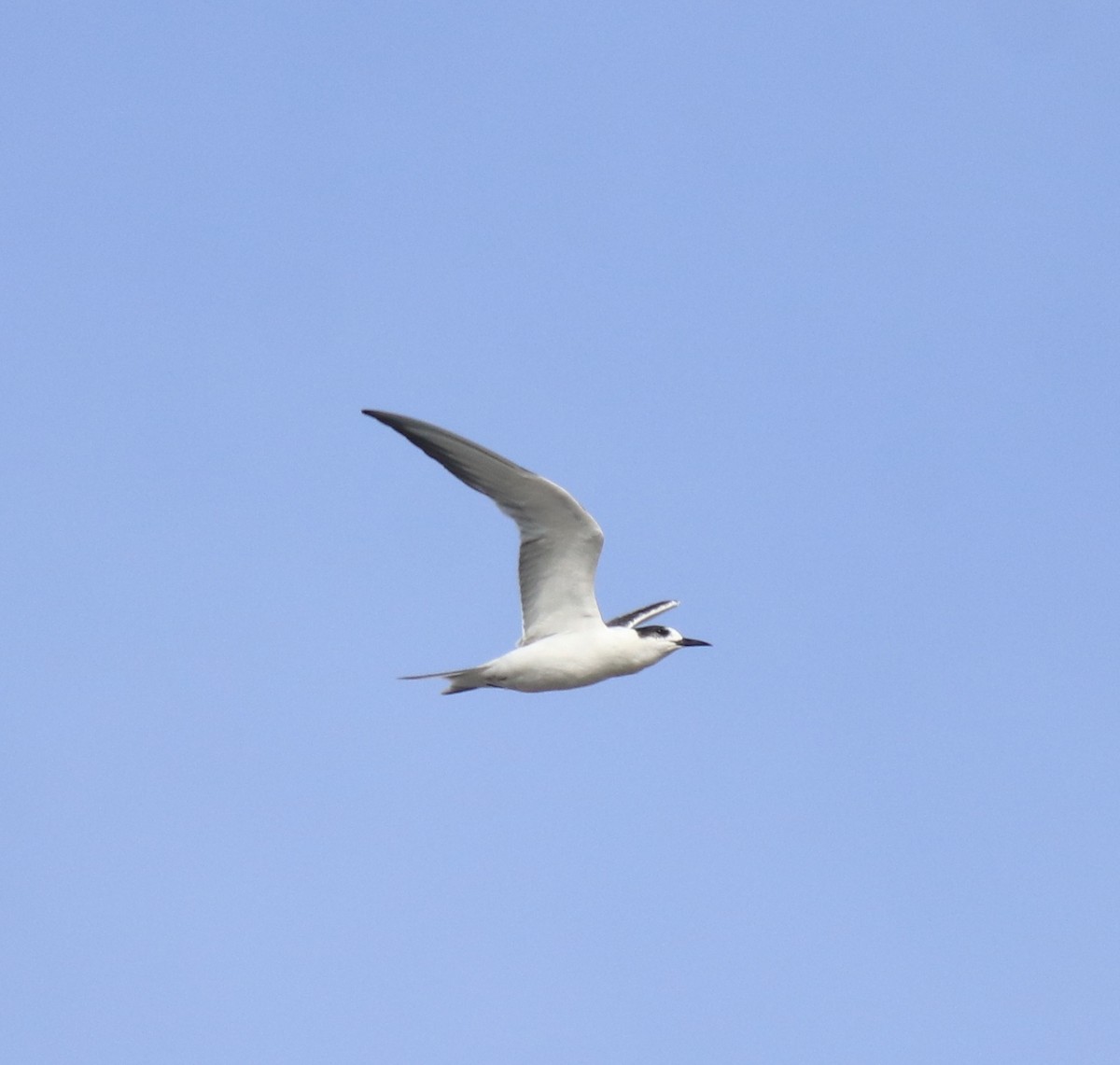 Common Tern - ML647602185