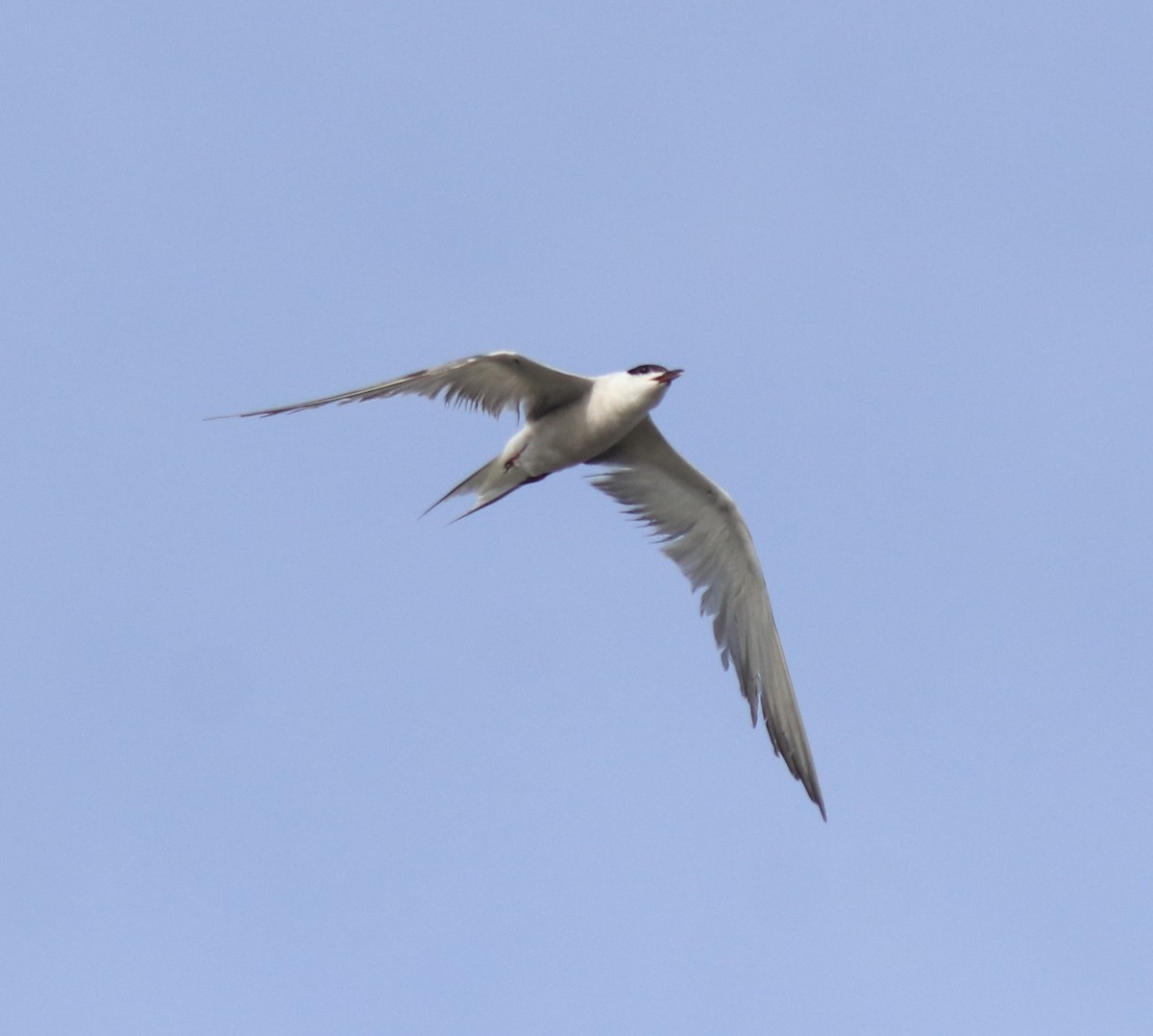 Common Tern - ML647602188