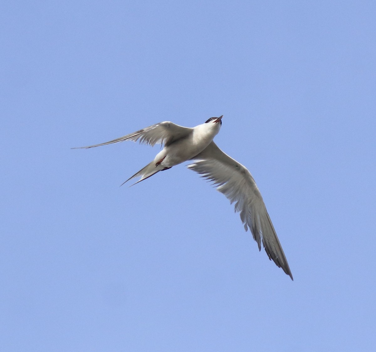 Common Tern - ML647602189