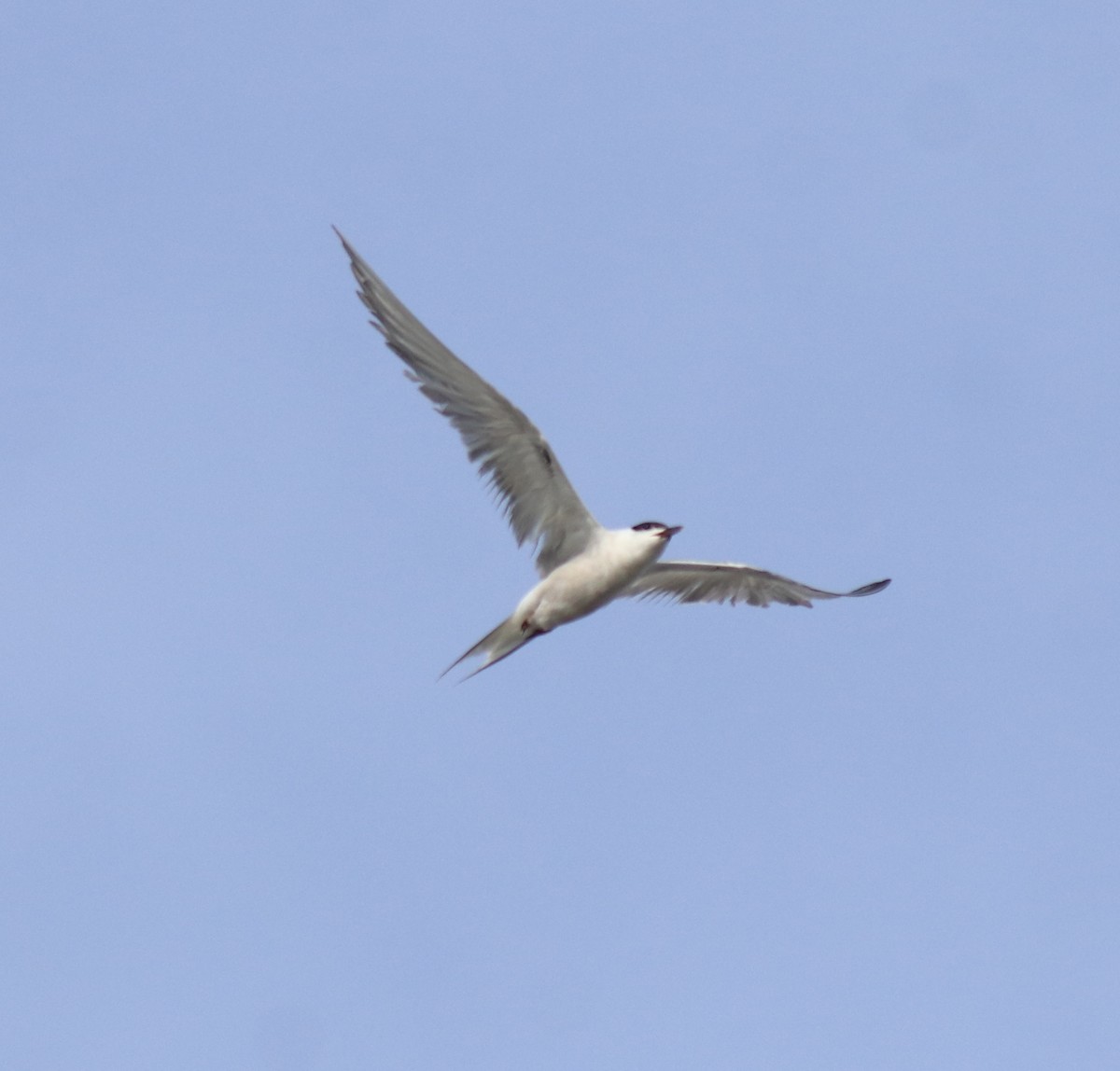 Common Tern - ML647602190