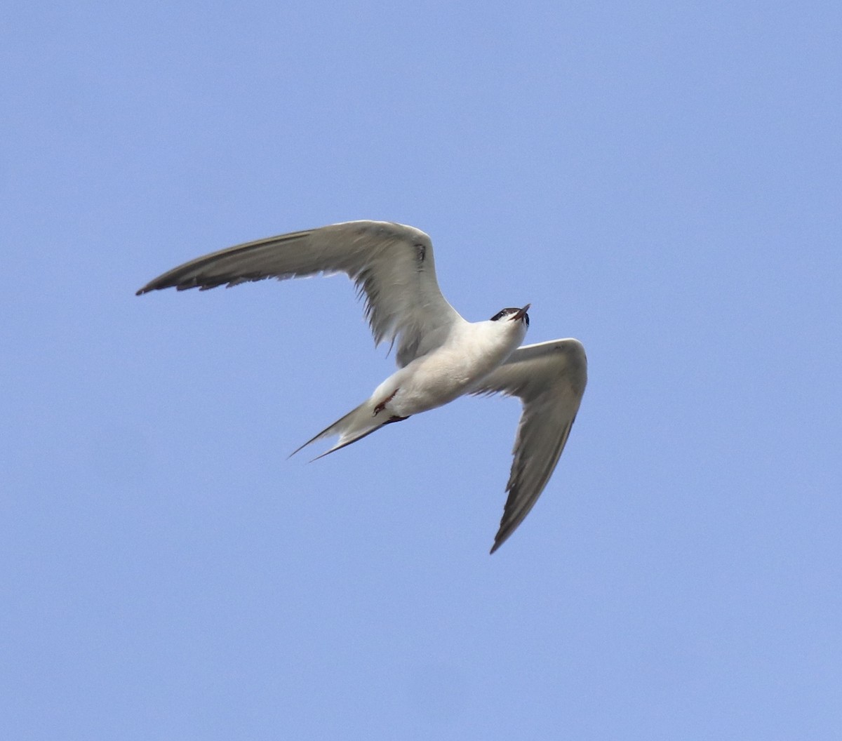 Common Tern - ML647602191