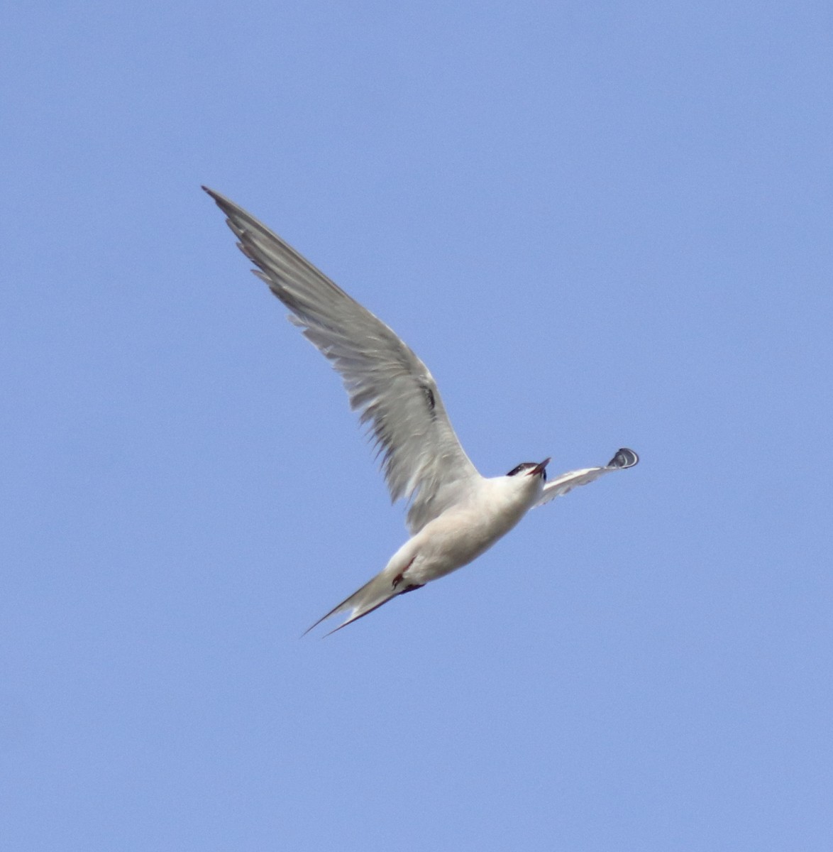 Common Tern - ML647602192