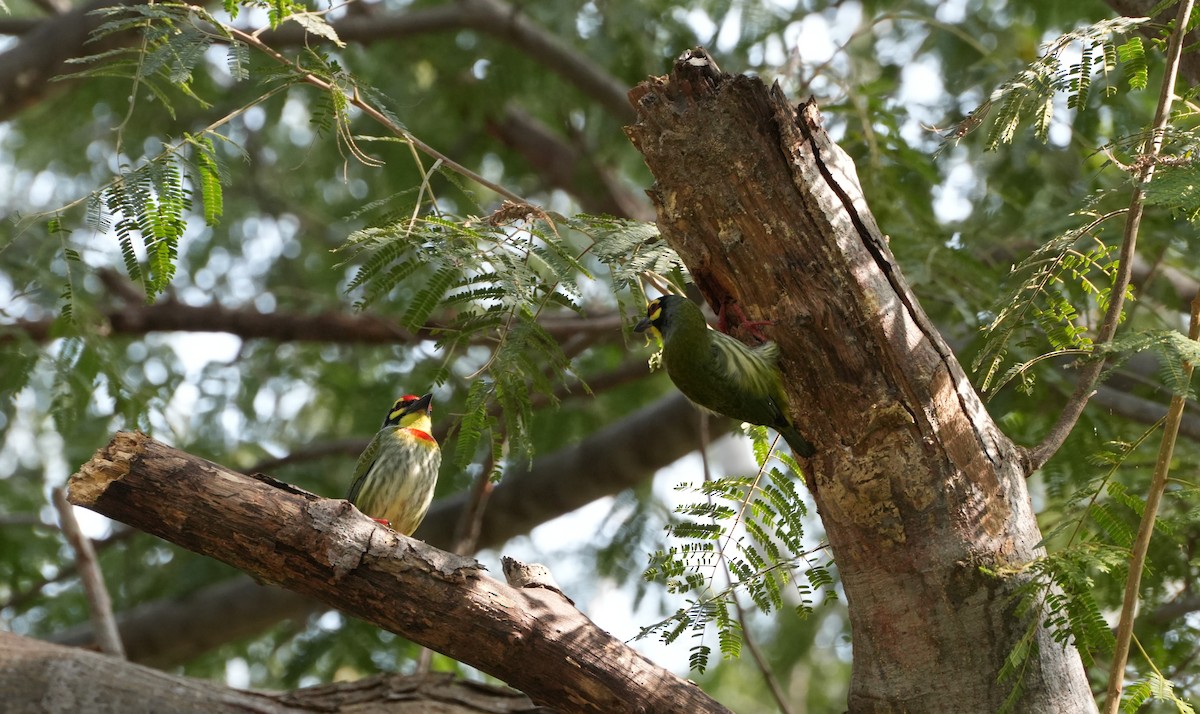 Coppersmith Barbet - ML647602211