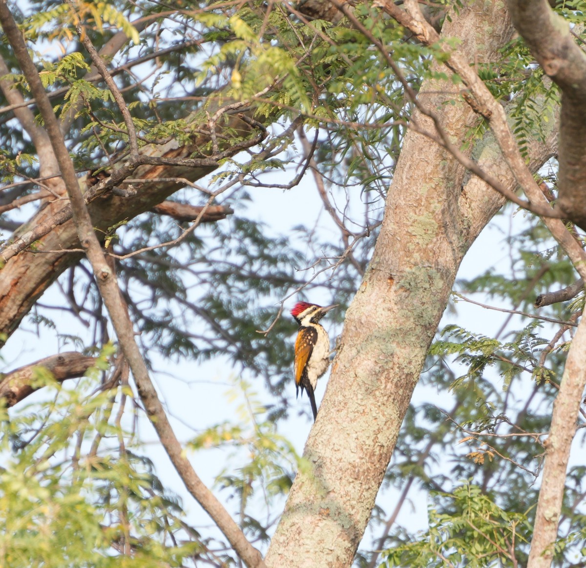 Black-rumped Flameback - ML647602214