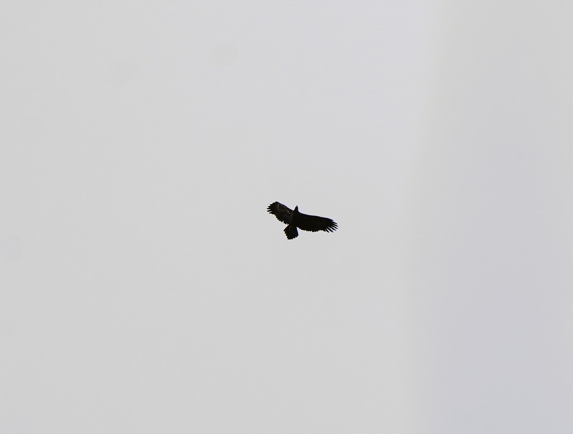 Wedge-tailed Eagle - ML647602216