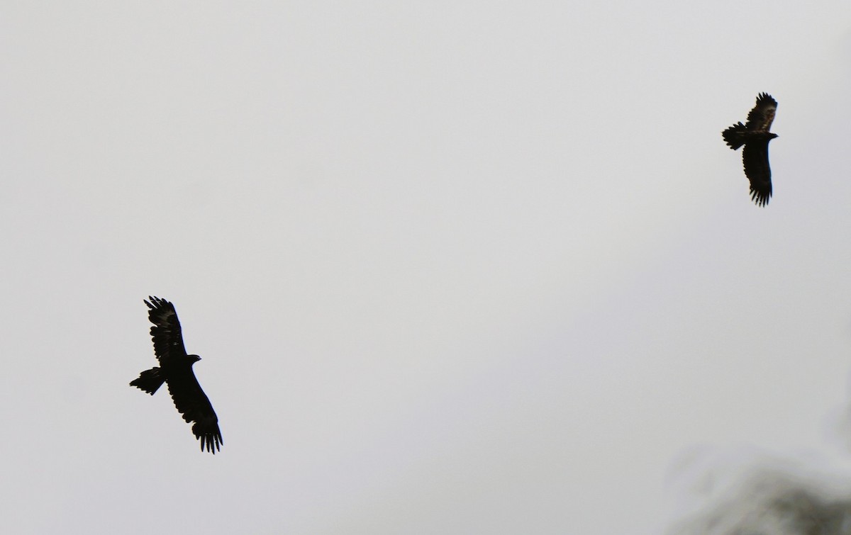 Wedge-tailed Eagle - ML647602218