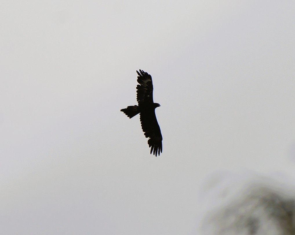 Wedge-tailed Eagle - ML647602219