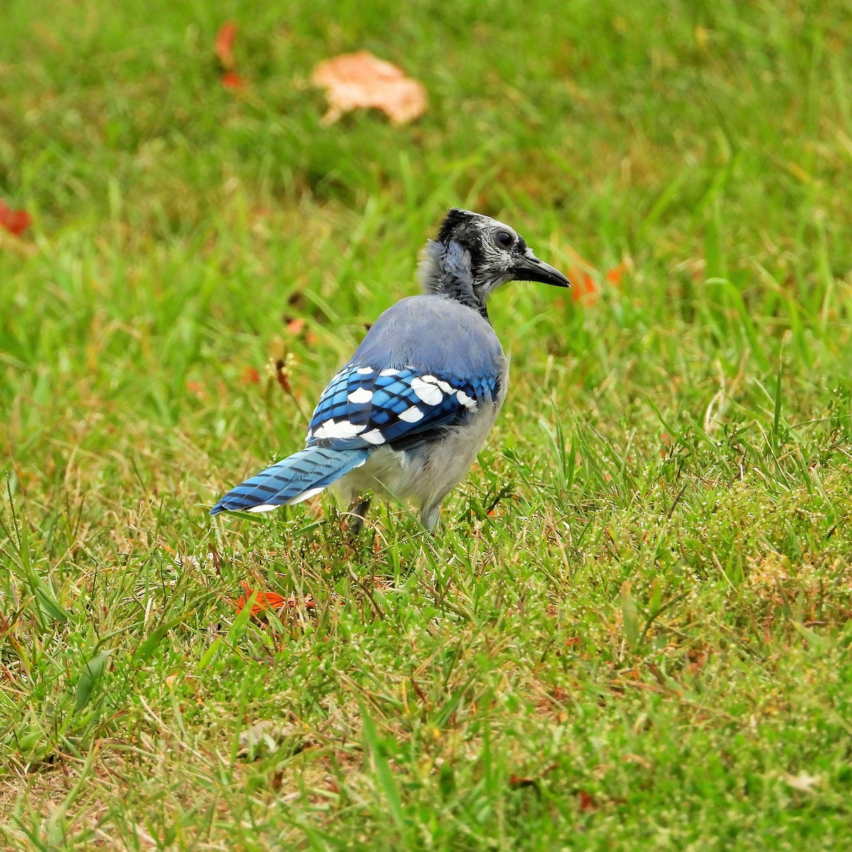 Blue Jay - ML647602222