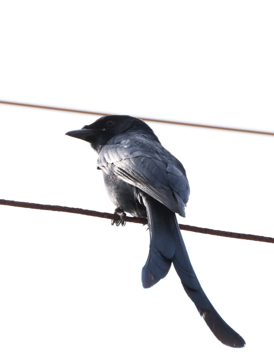 Black Drongo - ML647602223