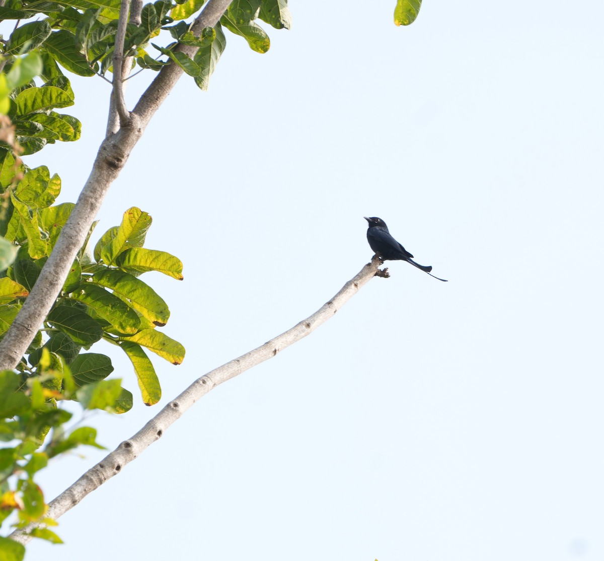 Black Drongo - ML647602224
