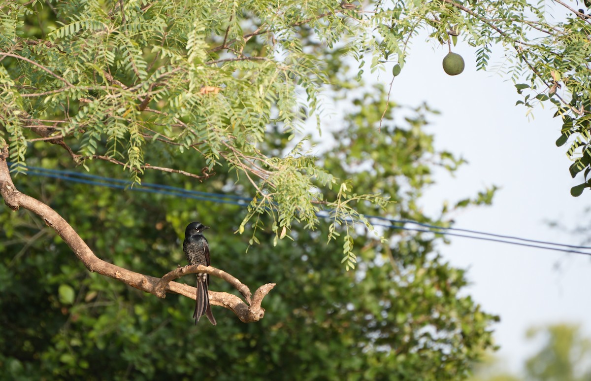 Black Drongo - ML647602225