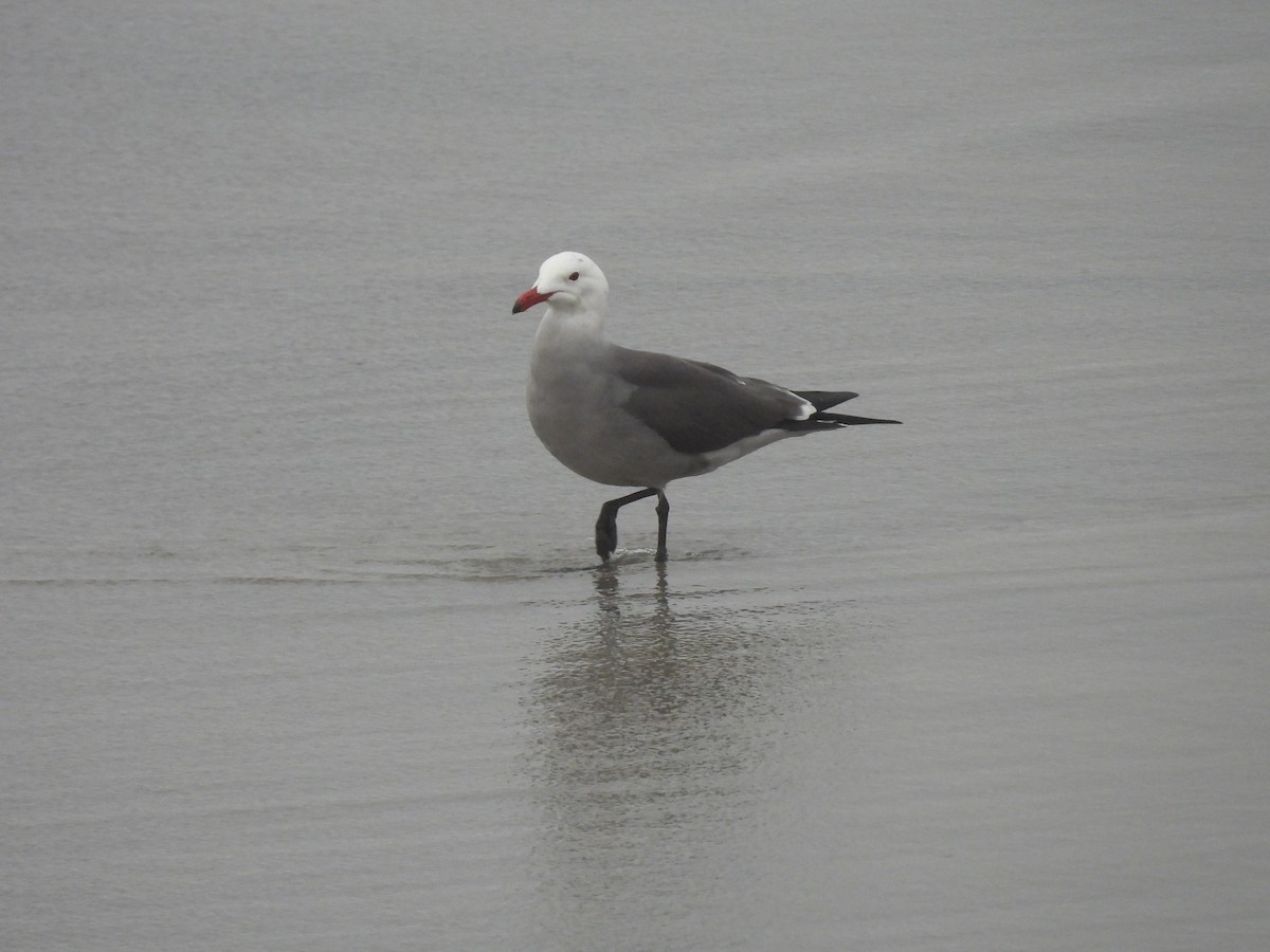 Heermann's Gull - ML647602226