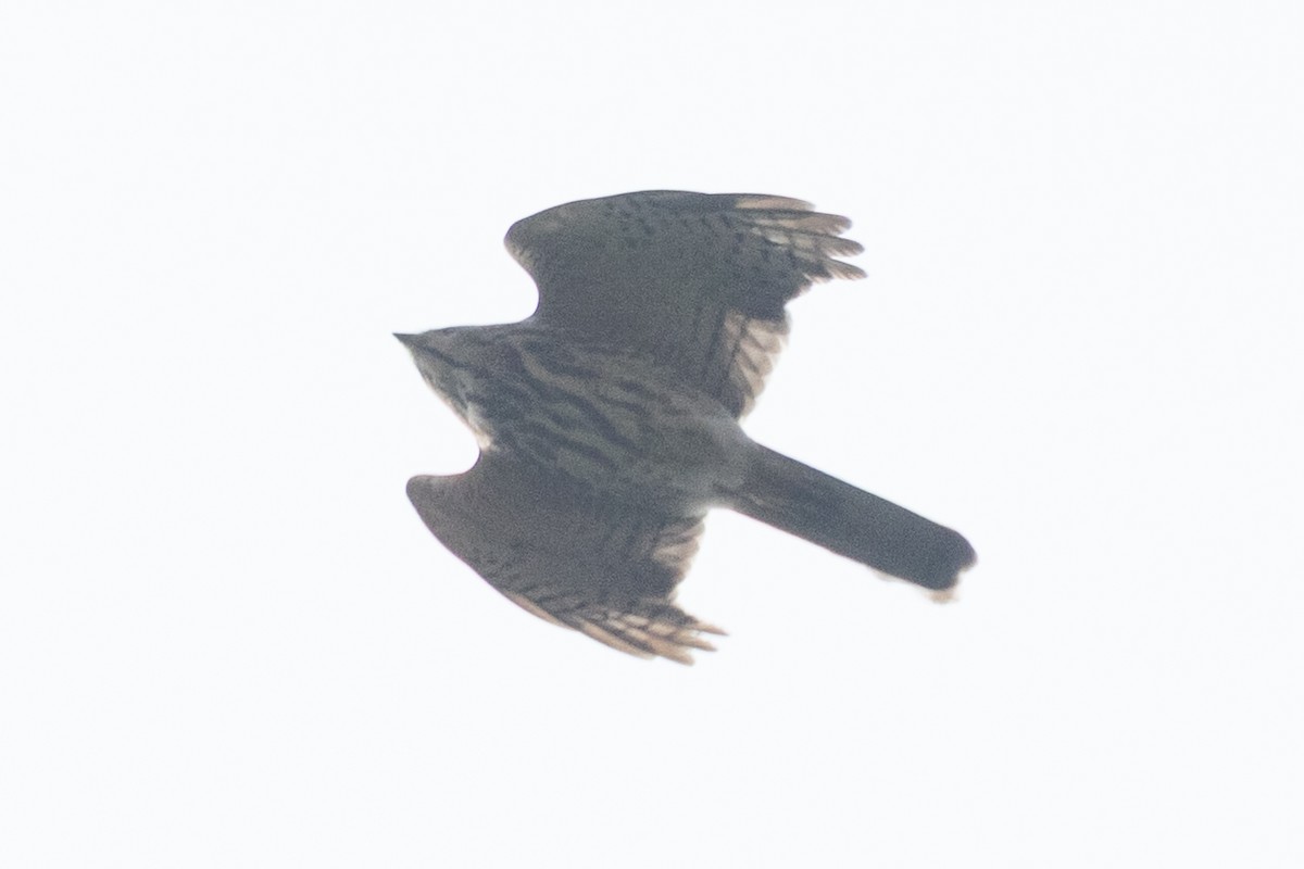 Accipitrine hawk sp. (former Accipiter sp.) - ML647602227