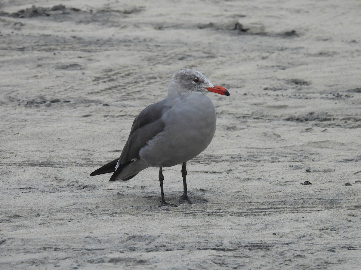 Heermann's Gull - ML647602228