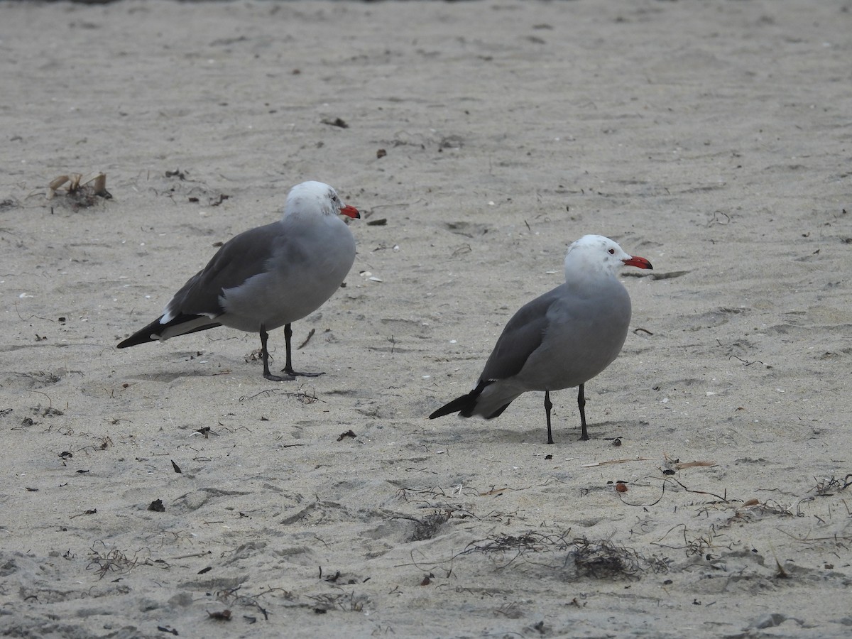 Heermann's Gull - ML647602229