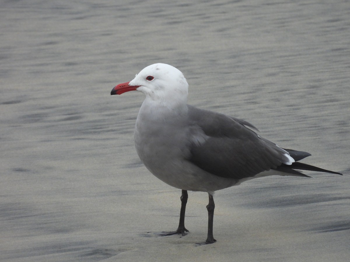 Heermann's Gull - ML647602230