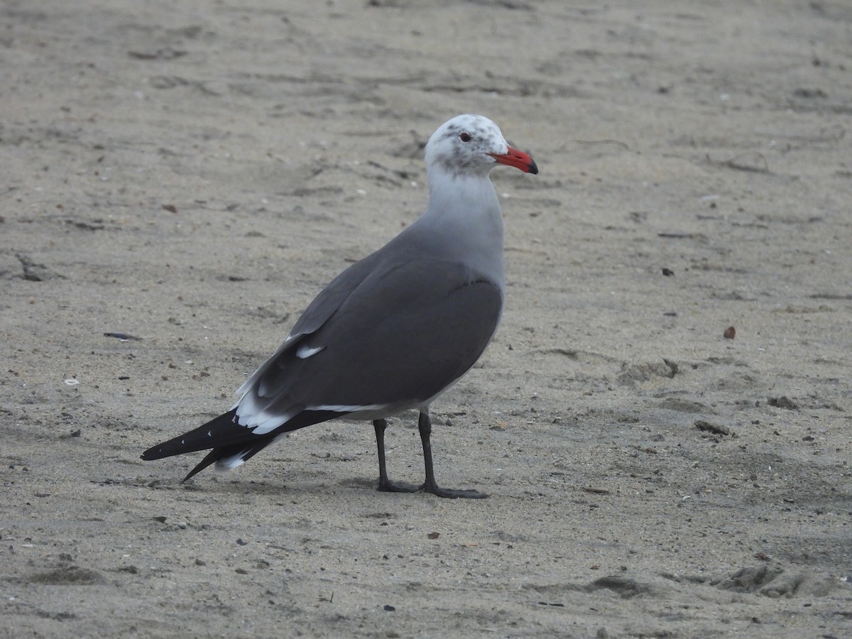 Heermann's Gull - ML647602231
