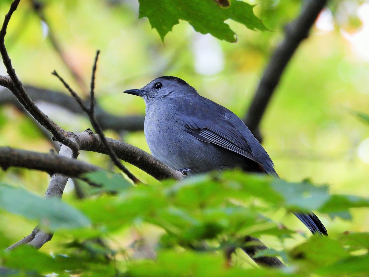 Miaulari grisa - ML647602233