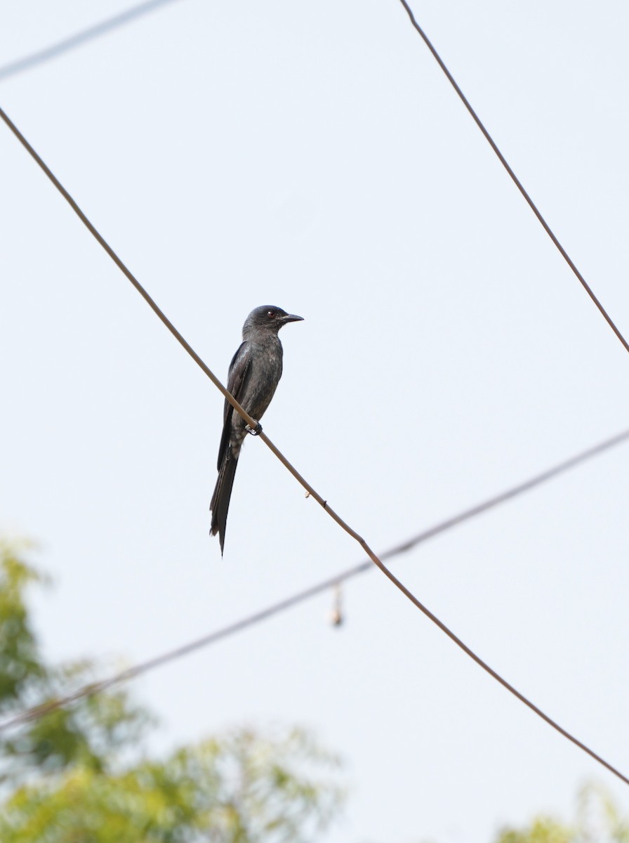 Ashy Drongo - ML647602234