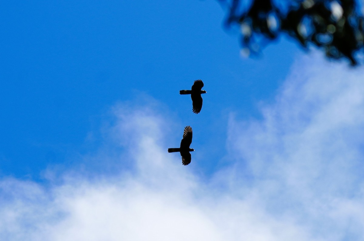 Yellow-tailed Black-Cockatoo - ML647602235