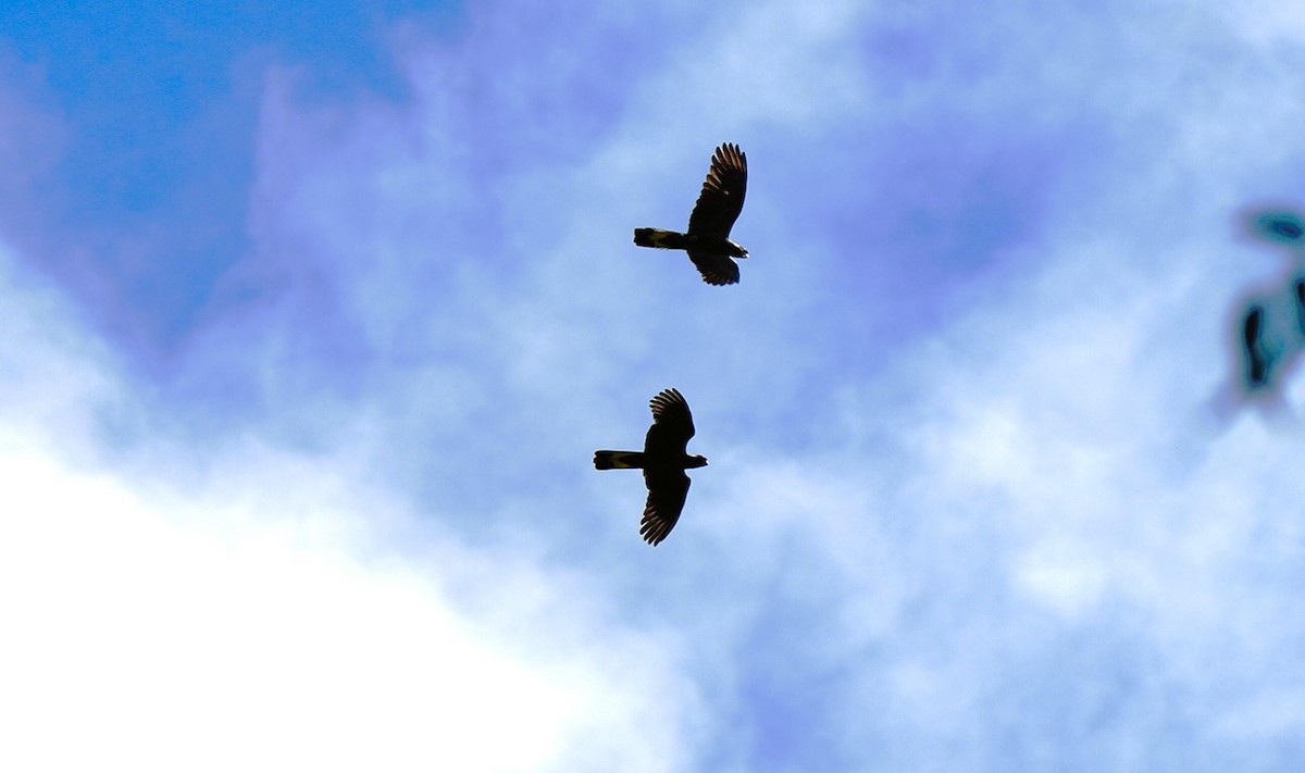 Yellow-tailed Black-Cockatoo - ML647602236
