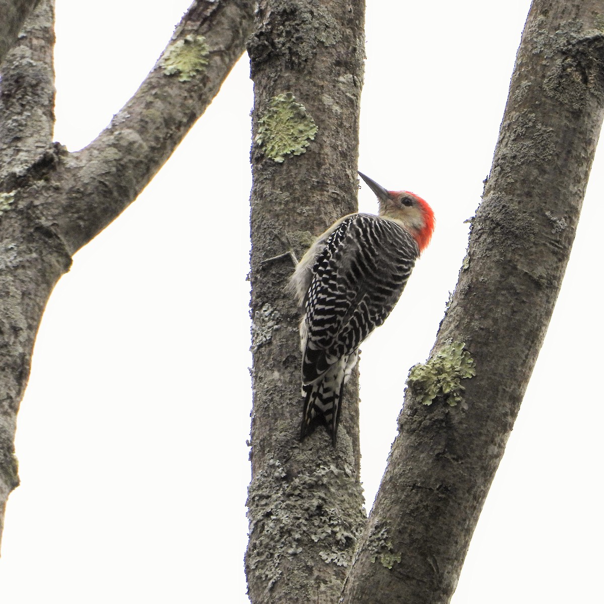 Red-bellied Woodpecker - ML647602237