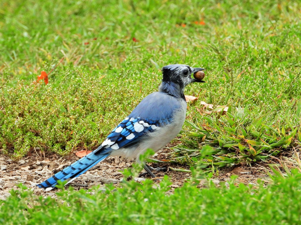 Blue Jay - ML647602238