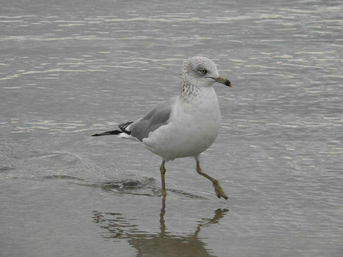 Delawareko kaioa - ML647602239