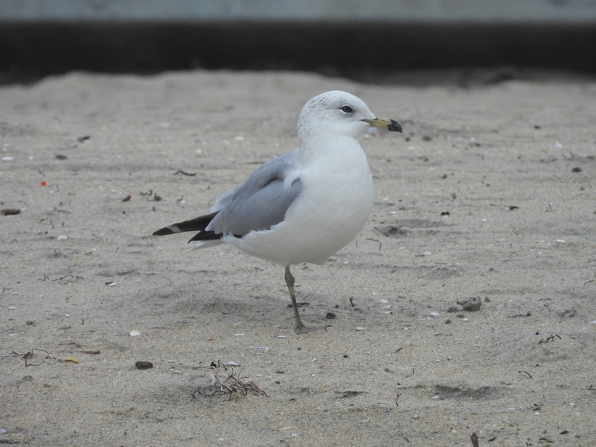 Delawareko kaioa - ML647602240