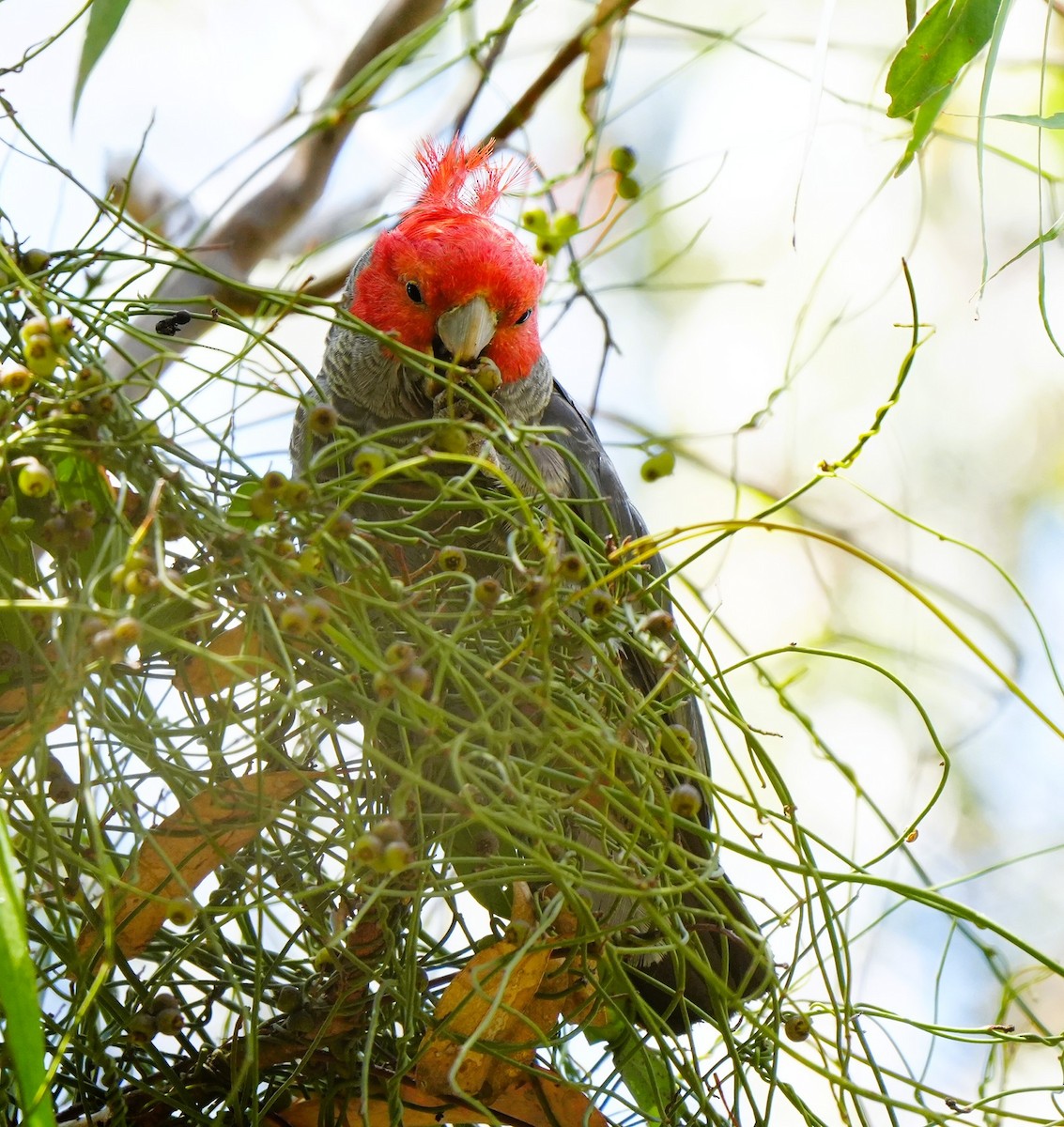 Gang-gang Cockatoo - ML647602241