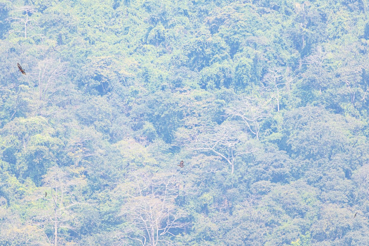 Brown-backed Needletail - ML647602243