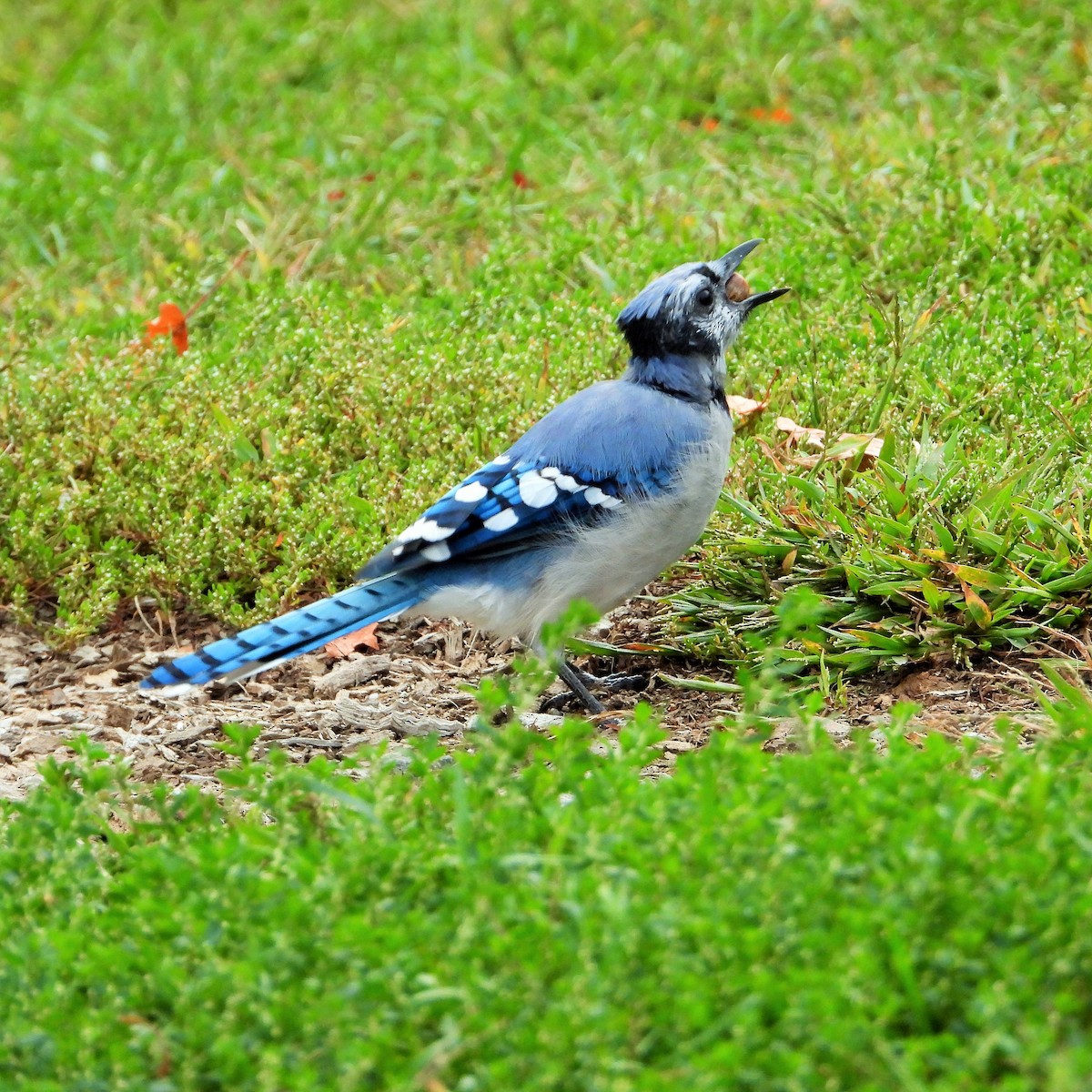 Blue Jay - ML647602244