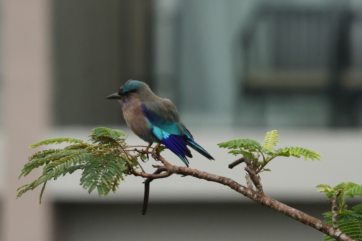 Indochinese Roller - ML647602245