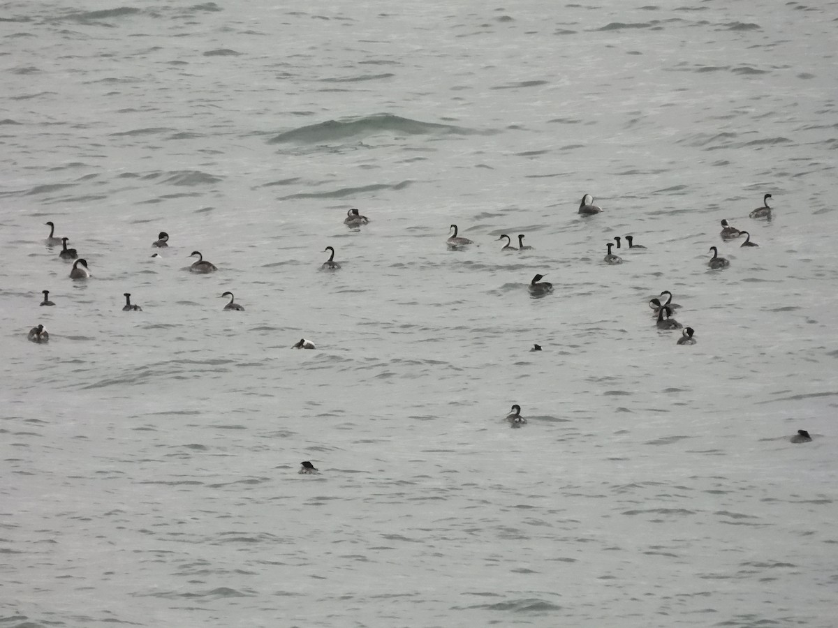 Murgil mendebaldarra - ML647602246