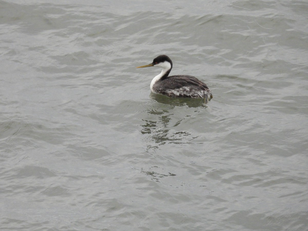 Murgil mendebaldarra - ML647602247