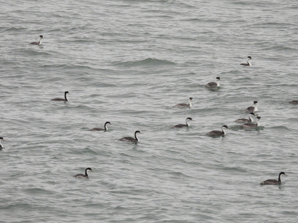 Murgil mendebaldarra - ML647602248