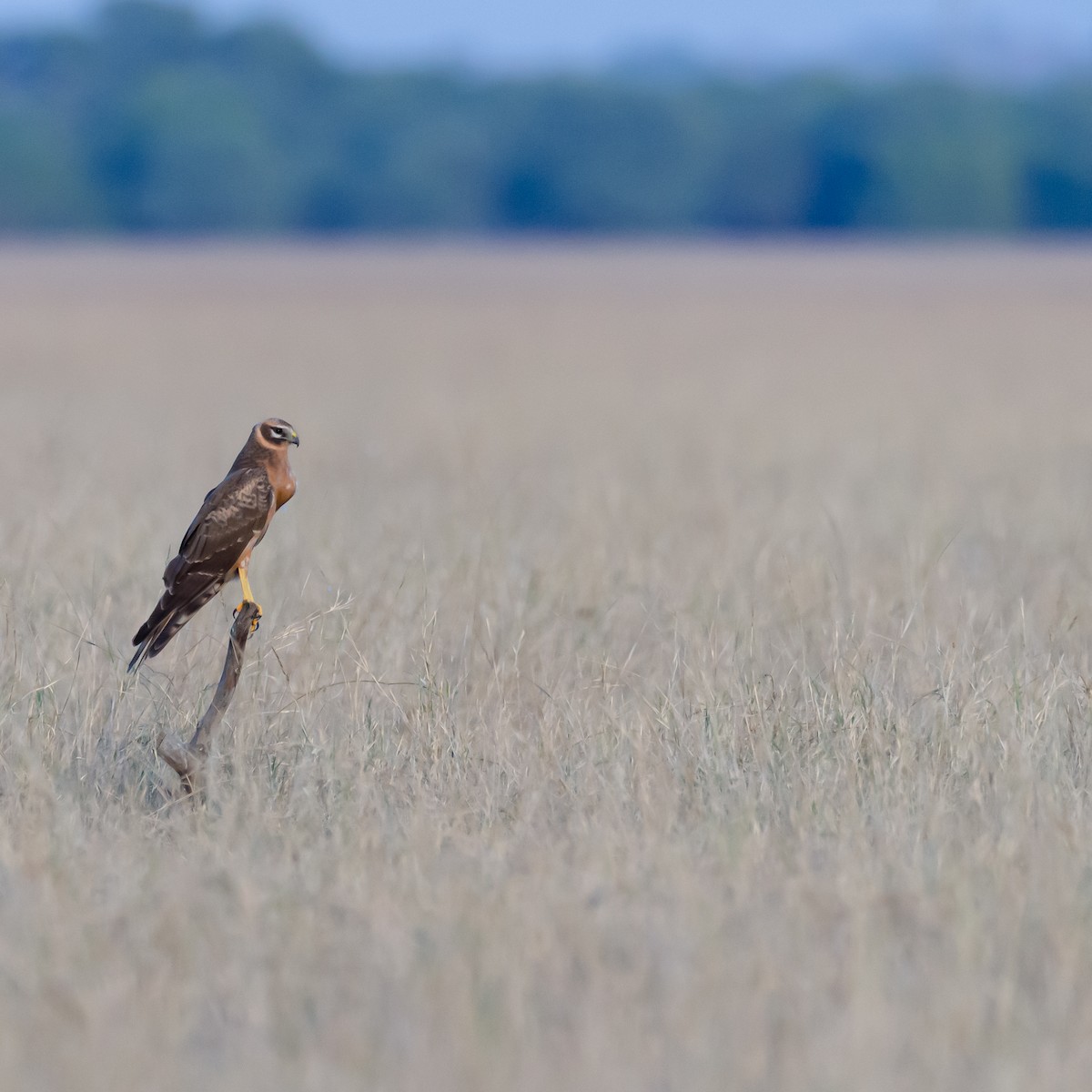Aguilucho Papialbo - ML647602259