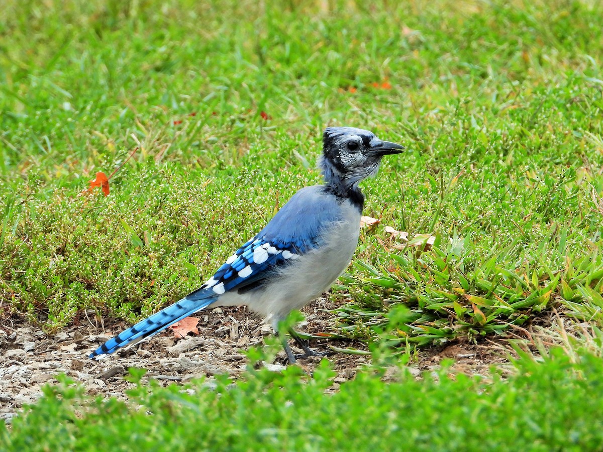 Mavi Karga - ML647602261