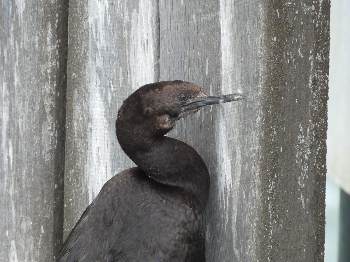 Pelagic Cormorant - ML647602262