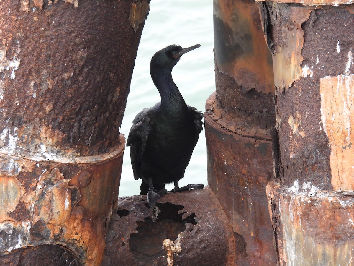 Pelagic Cormorant - ML647602263