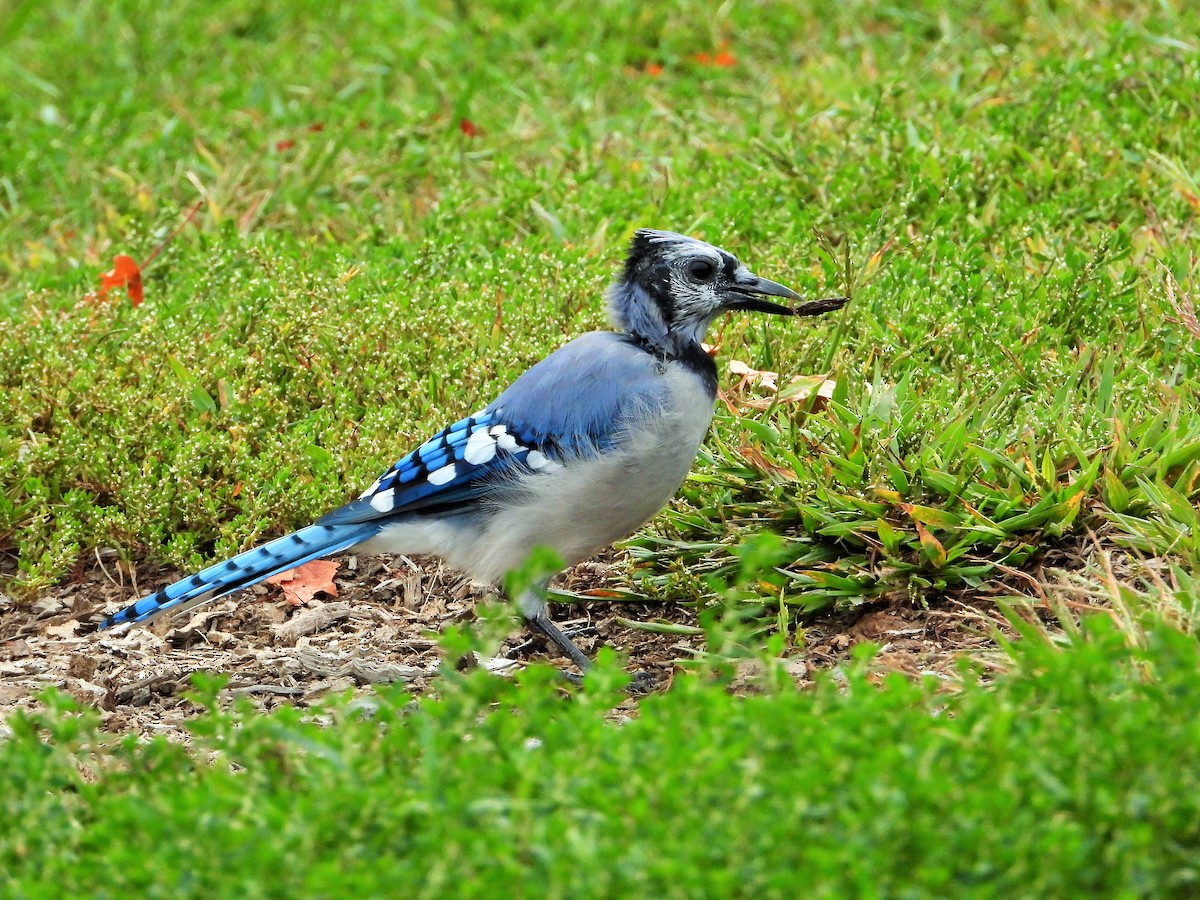 Mavi Karga - ML647602274