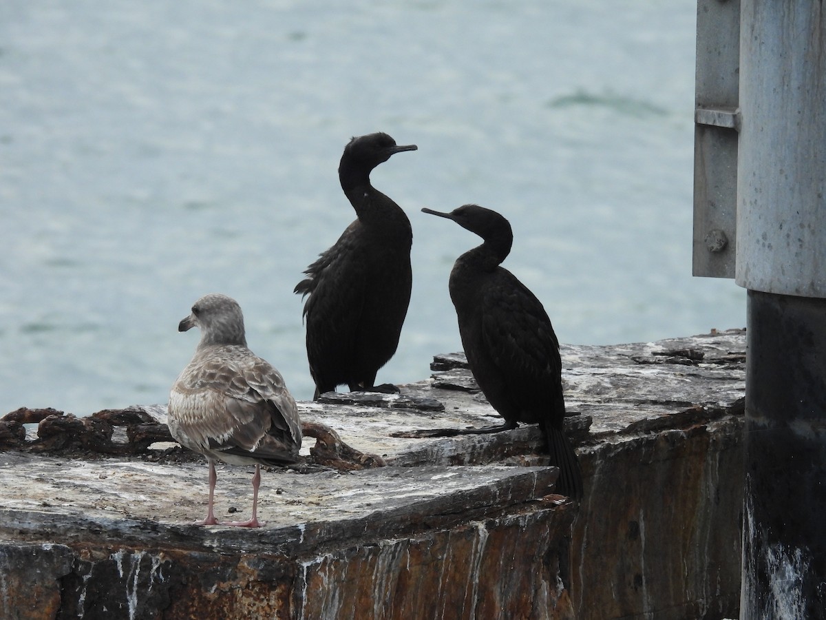 Pelagic Cormorant - ML647602275